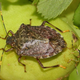 Brown marmorated stink bug